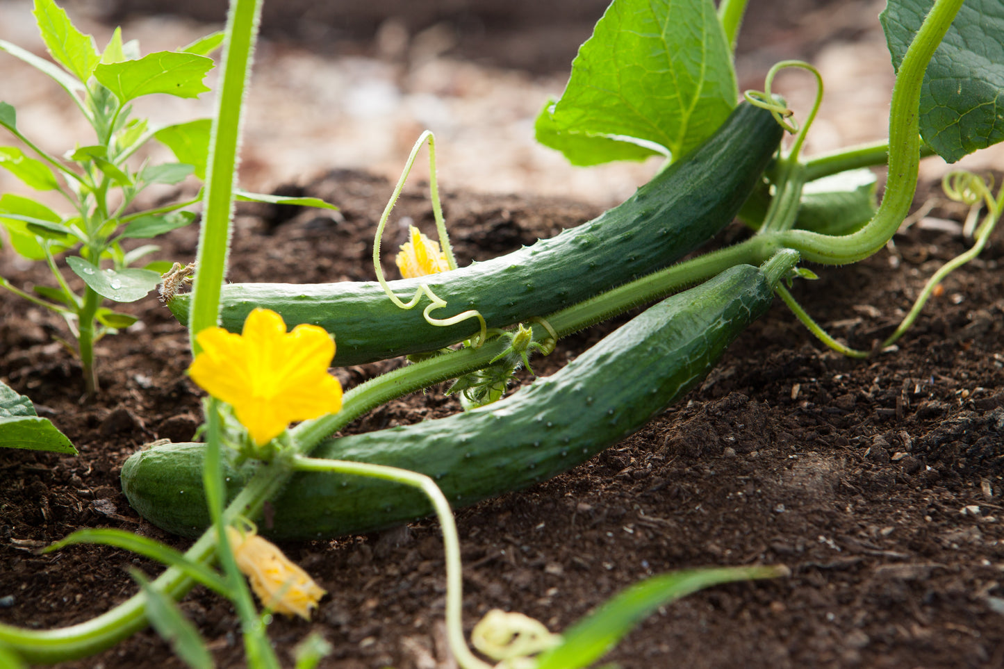 Best Foods to Grow in Your Garden